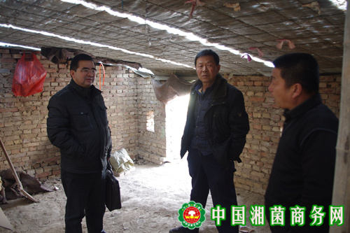 图为王光文董事长与当地灵芝种植专业户在灵芝种植大棚了解情况。